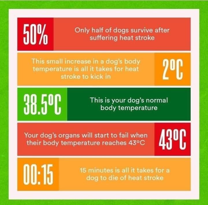 MADRADogRescue's tweet photo. Over the next few days keep this graphic handy!
If you have any queries or concerns please ring your local vet.
Heatstroke can hit quickly and it can be deadly, please don't assume it won't happen to your dog.
💙🐾Team MADRA🐾💙
#KeepUsCool #Summer2022 https://t.co/1rvNojY2Mo