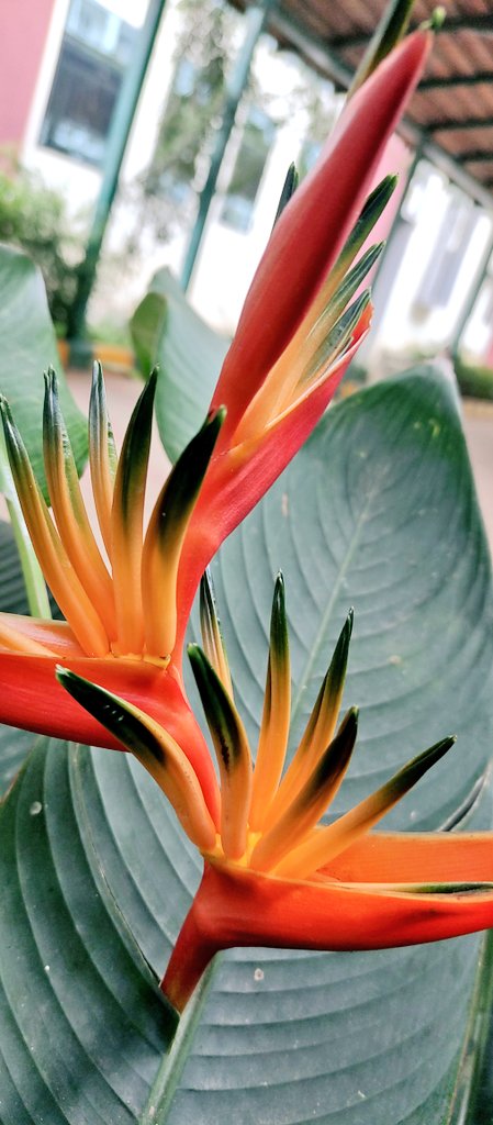 tomar_anjalii's tweet image. ⁽⁽ଘ( ˊᵕˋ )ଓ⁾⁾⁽⁽ଘ( ˊᵕˋ )ଓ⁾⁾