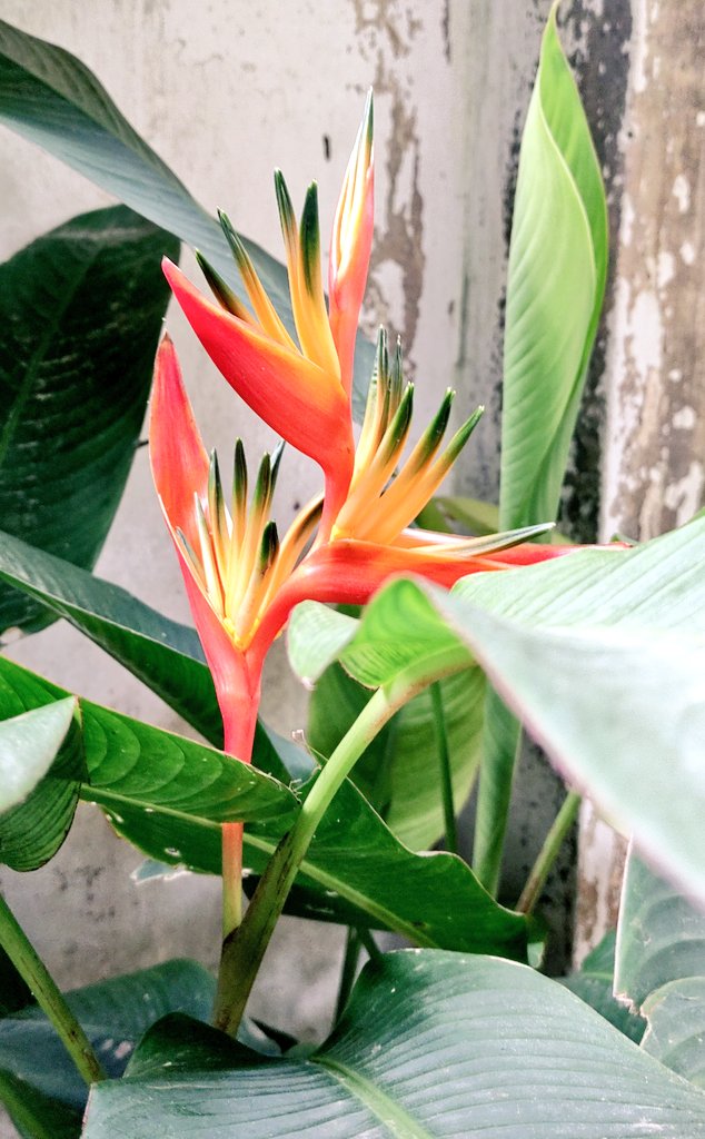 tomar_anjalii's tweet image. ⁽⁽ଘ( ˊᵕˋ )ଓ⁾⁾⁽⁽ଘ( ˊᵕˋ )ଓ⁾⁾