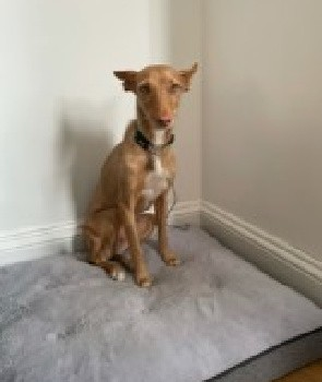 millypod1's tweet photo. π8 JULY 2022 #Lost ARIEL #ScanMe #Tagged
YOUNG Tan/Ginger Spanish Greyhound Female
Fairview Road, top of Old Parr Road
#Banbury #Oxfordshire #OX16
PLEASE DO NOT CHASEπ’
SIGHTINGS PLZ βοΈ07533161771/07973802229
https://t.co/LOc59wRAp7 https://t.co/QHn6IZpuG0
