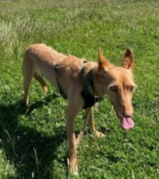 millypod1's tweet photo. π8 JULY 2022 #Lost ARIEL #ScanMe #Tagged
YOUNG Tan/Ginger Spanish Greyhound Female
Fairview Road, top of Old Parr Road
#Banbury #Oxfordshire #OX16
PLEASE DO NOT CHASEπ’
SIGHTINGS PLZ βοΈ07533161771/07973802229
https://t.co/LOc59wRAp7 https://t.co/QHn6IZpuG0
