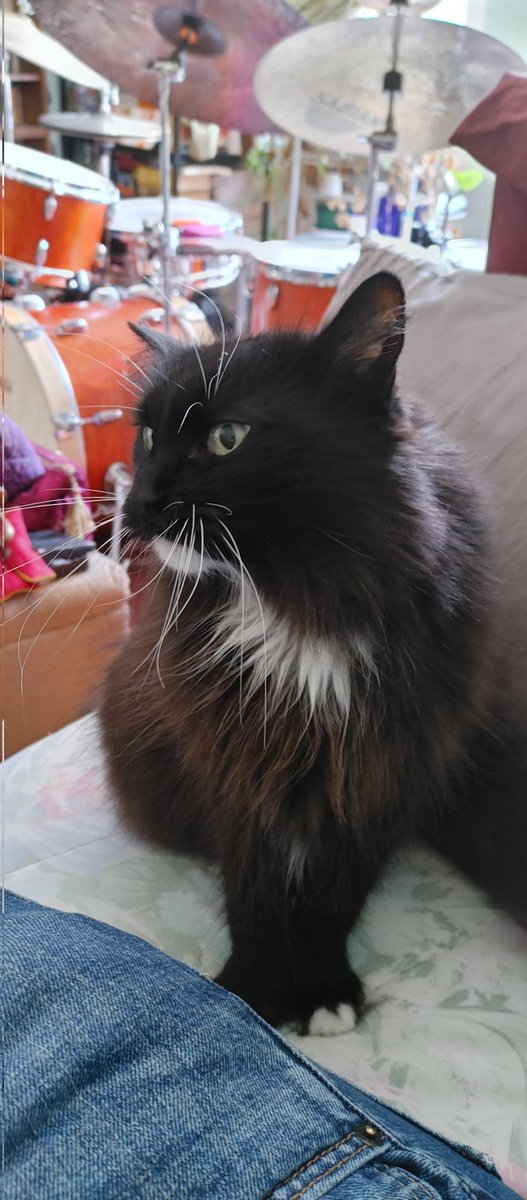 LuigiGennaroVO's tweet photo. Caturday morning edition: existential fluff

#mood #caturday #fluffy #fluffycat #tuxedocat #longwhiskers #catsofbrooklyn https://t.co/hQxNb88t92