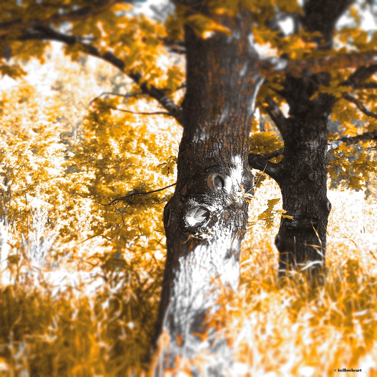 The way you look at me
#naturephotography 
#pareidolia
#trees