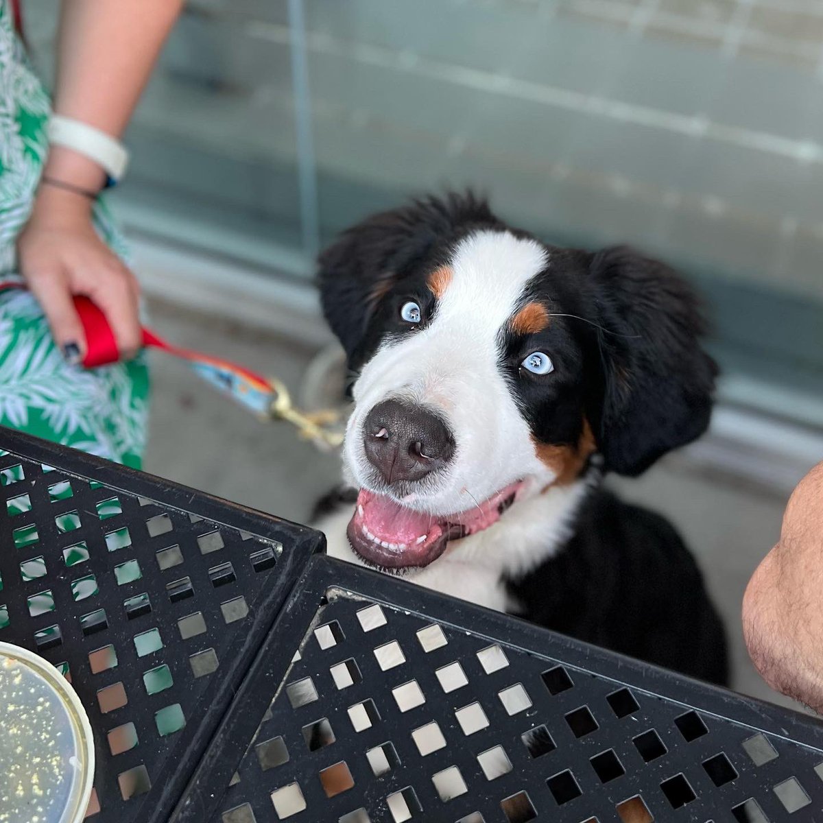 jinnys_pizzeria's tweet photo. SAFTP: Saturdays Are For The Pups! 🐶 #patiopups https://t.co/4YstNEpmIw