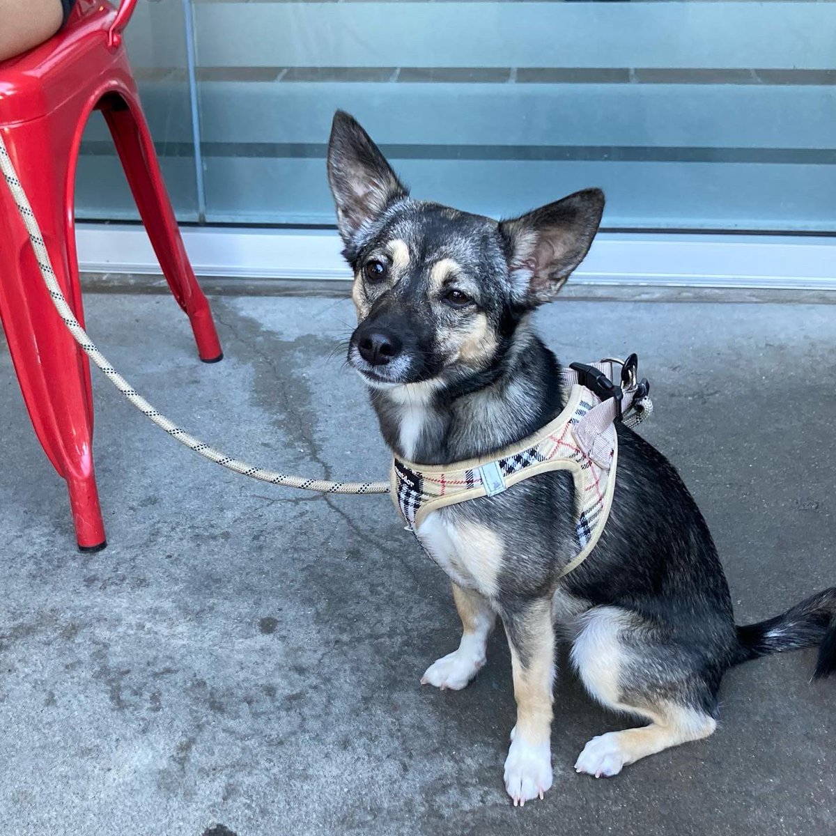 jinnys_pizzeria's tweet photo. SAFTP: Saturdays Are For The Pups! 🐶 #patiopups https://t.co/4YstNEpmIw