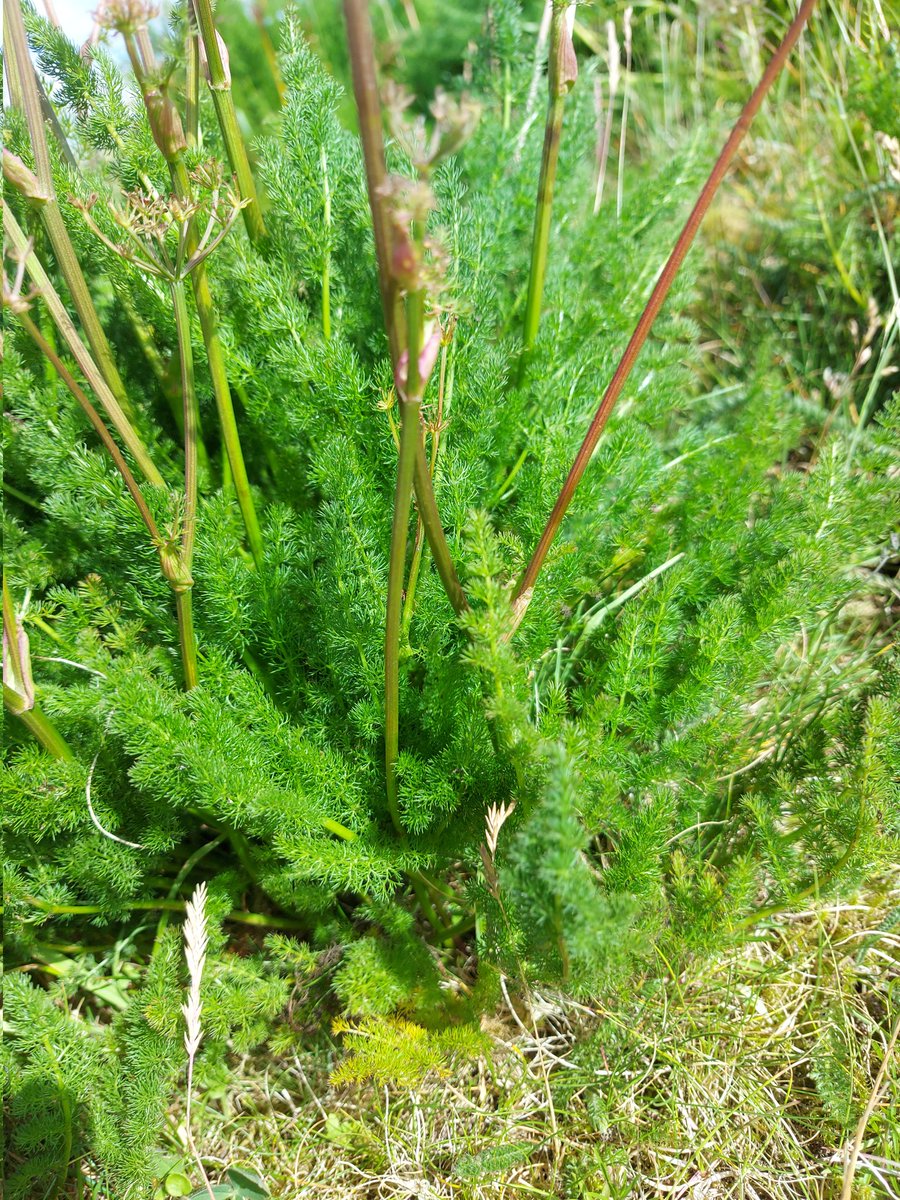 SteveTrotter1's tweet photo. Went to find & photo #Spignel in flower, only to discover it finished flowering several weeks ago... a #wildflowerhour #fail but never mind, on the +ve side, it's aromatic and smells good
Spinel is an uncommon Northern member of the 'Umbellifer' family https://t.co/jUnWyVs5dg