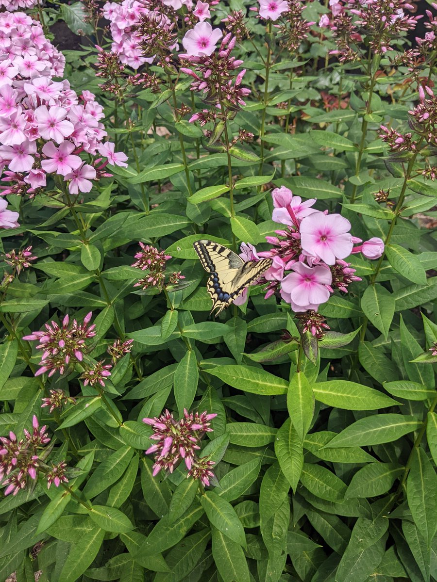 Diese Woche kam das erste Mal ein bisschen #sommerstimmung zuhause auf. #schwalbenschwanz #artenvielfalt
