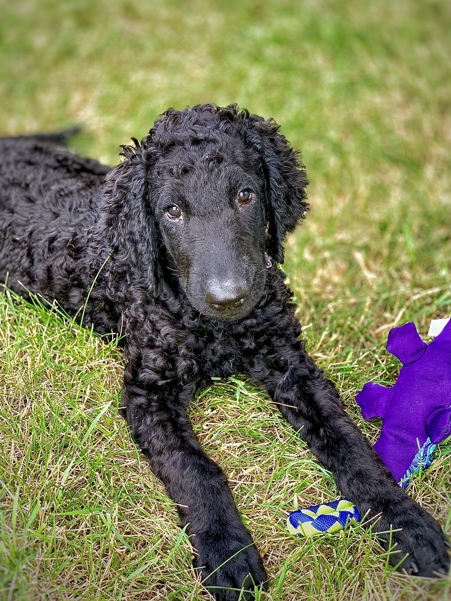 AbbyLabrador's tweet photo. There’s a new #puppy in my life. Tyneside’s Pagani. Call name is Jordan. #CurlyCoatedRetriever https://t.co/giKgZ5QtUh