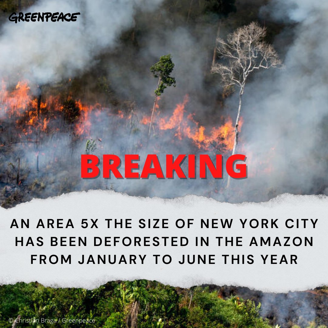 Greenpeace's tweet photo. An area 5x the size of New York City has been deforested in the Amazon in the past 6 months. The destruction of the forest is a threat to biodiversity, Indigenous People’s livelihoods and to the global climate. https://t.co/U9ct7DZ0OT