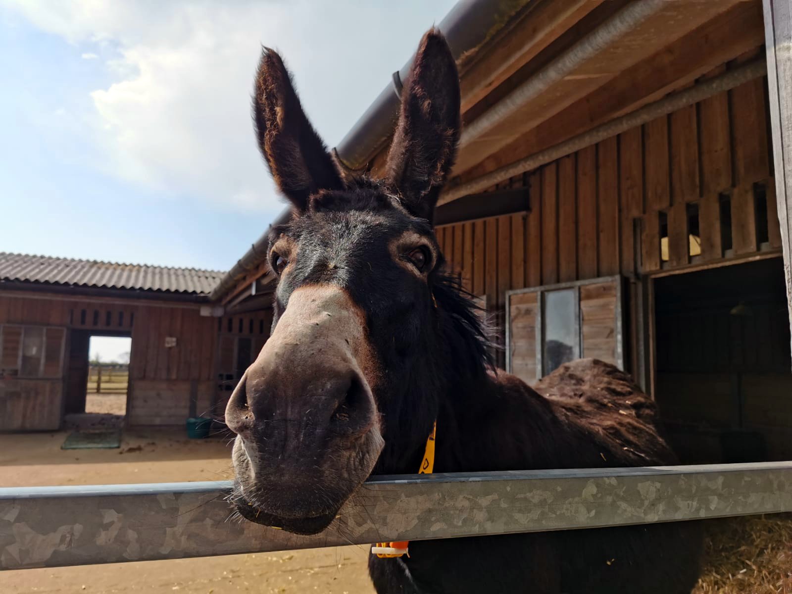 The Donkey Sanctuary (@DonkeySanctuary) / Twitter