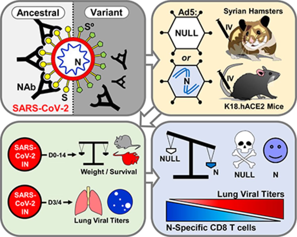 Congratulations Marc K. Jenkins, <a href="/LangloisLab/">Ryan Langlois</a> &amp; <a href="/Masopust_Vezys/">Masopust Vezys Lab</a> <a href="/UMNews/">University of Minnesota</a> on your <a href="/J_Immunol/">The Journal of Immunology</a> #20MostRead  “Nucleocapsid #vaccine Elicits Spike-Independent #SARSCoV2 Protective Immunity” #ReadtheJI #COVID19 #coronavirus #immunology ow.ly/kQKo50JQQh5