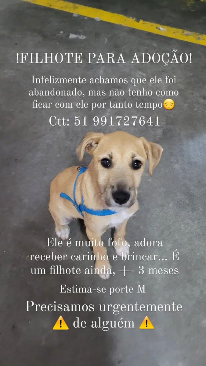 luizaa_b's tweet photo. oi gente, esse pitoco precisa de uma casinha!! ⚠️ https://t.co/ys7ilg7UYS