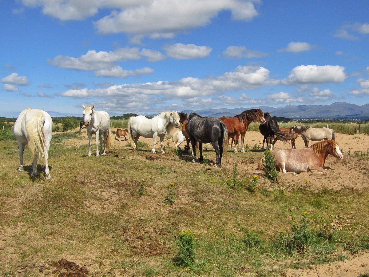 madmaz2112's tweet photo. 'The Wild Beauties', Snowdonia from Newborough Warren today 🐎🐎🐎 @Ruth_ITV @DerekTheWeather @ItsYourWales @BBCWalesNews @BBCCountryfile @itvcoastcountry @ITVWales @BangorWalesNews @FONewboroughB @WalesCoastPath @TheMarramGrass #LoveAnglesey #ThePhotoHour #snowdonia #Wales https://t.co/2o3G0ceAKA