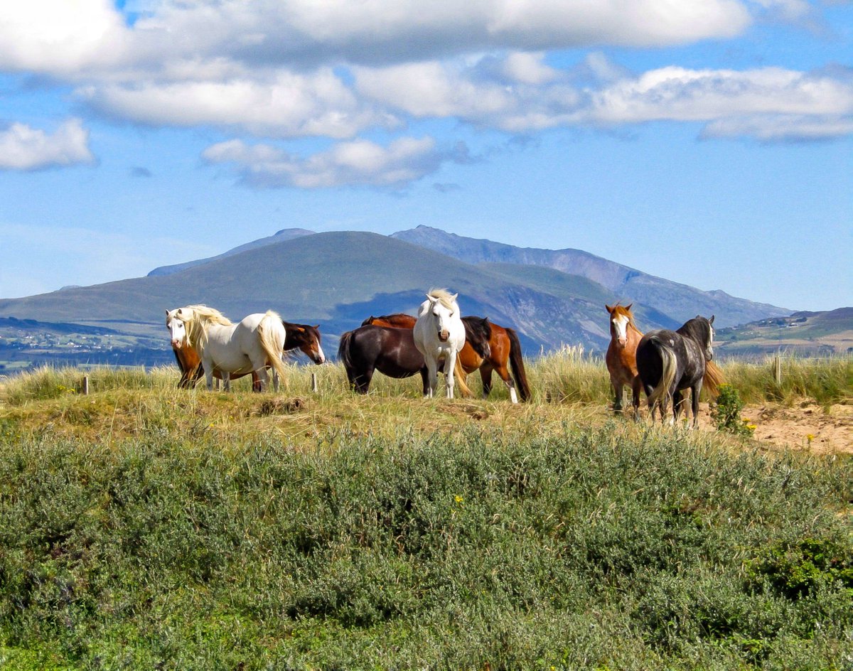 madmaz2112's tweet photo. 'The Wild Beauties', Snowdonia from Newborough Warren today 🐎🐎🐎 @Ruth_ITV @DerekTheWeather @ItsYourWales @BBCWalesNews @BBCCountryfile @itvcoastcountry @ITVWales @BangorWalesNews @FONewboroughB @WalesCoastPath @TheMarramGrass #LoveAnglesey #ThePhotoHour #snowdonia #Wales https://t.co/2o3G0ceAKA