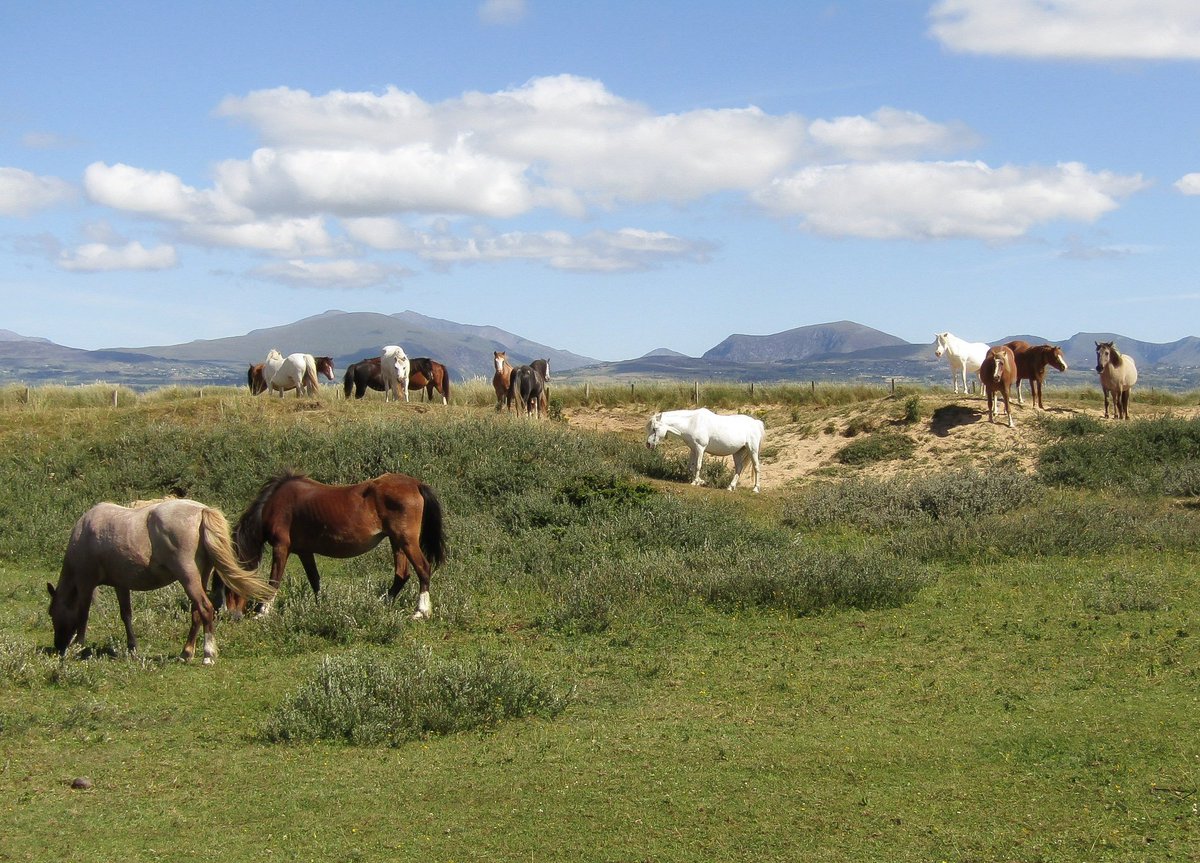 madmaz2112's tweet photo. 'The Wild Beauties', Snowdonia from Newborough Warren today 🐎🐎🐎 @Ruth_ITV @DerekTheWeather @ItsYourWales @BBCWalesNews @BBCCountryfile @itvcoastcountry @ITVWales @BangorWalesNews @FONewboroughB @WalesCoastPath @TheMarramGrass #LoveAnglesey #ThePhotoHour #snowdonia #Wales https://t.co/2o3G0ceAKA