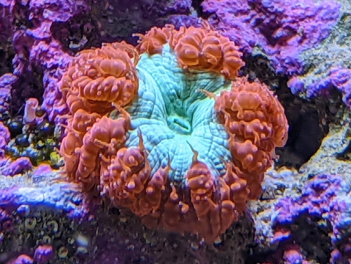 jarroddoherty's tweet photo. blasto coral close up #reefbreak https://t.co/S5Tf1JHCRO