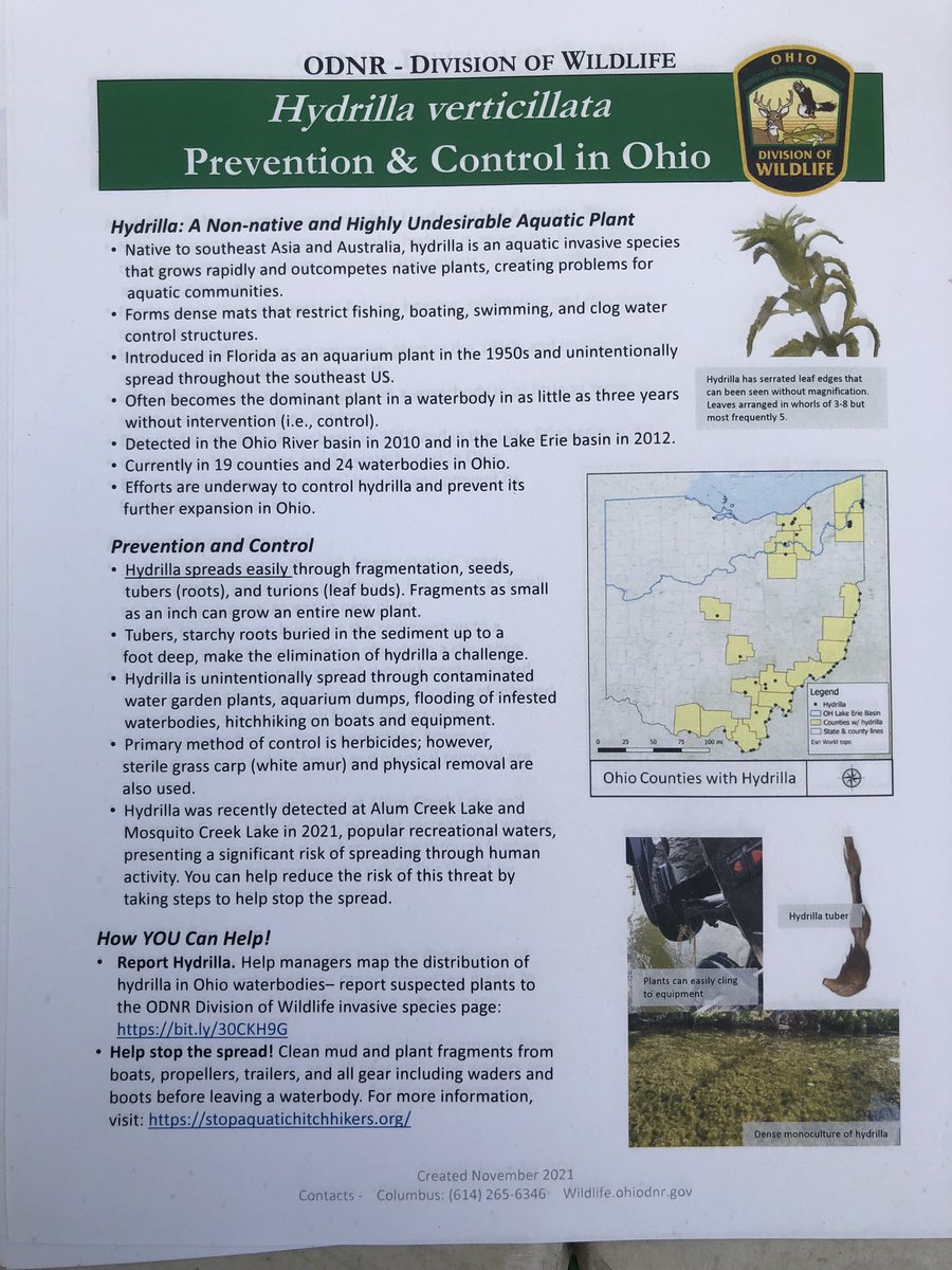 AISplantguy's tweet photo. Hydrilla vertcillata is a plant we hope to keep contained at Mosquito. No boats that participated in a voluntary inspection had Hydrilla as a hitchhiker - milfoil, coontail, and some leafy Potamogeton were hanging from motors, axels, and trailers. https://t.co/WgxtnxIomm
