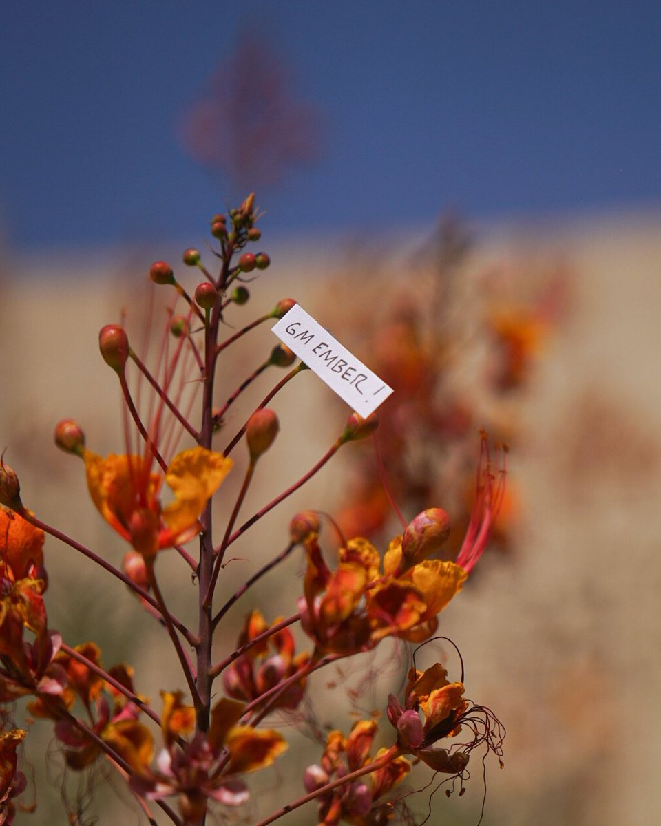 <a href="/burnembers/">Ember</a>