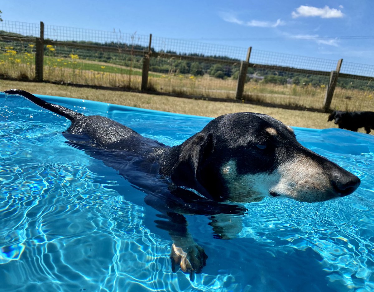 SausageDogHotel's tweet photo. Ollie always gets the first swim in the pool on opening weekend - as management he has to carry out a thorough safety check... #PoolsOpen 💦 https://t.co/JgaCy6C6ao