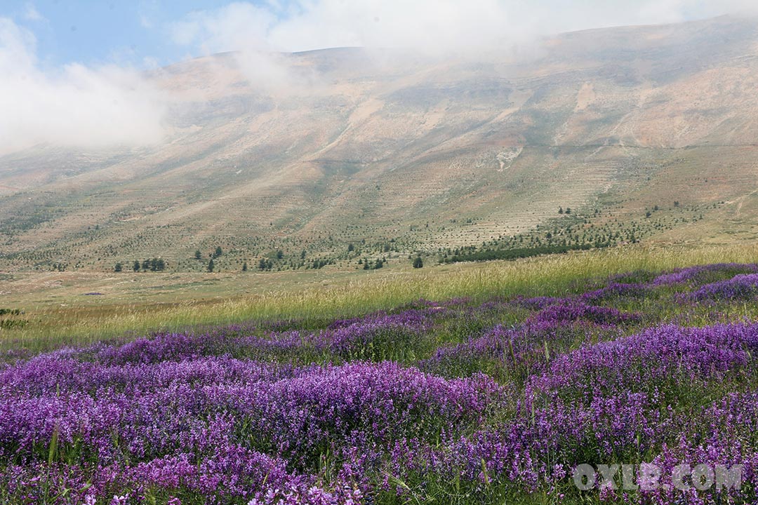 onefineart's tweet photo. The beauty of the land of Lebanon... Nature in Bshari

Visit https://t.co/BQIWMwsypk

#lebanon #lebanonbeauty #flowers #nature #mountains #bshari #livelovelebanon #discoverlebanon https://t.co/wtKVmXwKYd