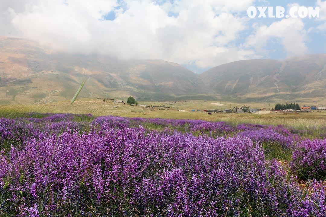 onefineart's tweet photo. The beauty of the land of Lebanon... Nature in Bshari

Visit https://t.co/BQIWMwsypk

#lebanon #lebanonbeauty #flowers #nature #mountains #bshari #livelovelebanon #discoverlebanon https://t.co/wtKVmXwKYd