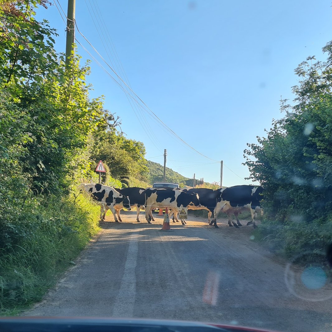 BeccaChurchSays's tweet photo. After event cover at Happy Valley Community fun day today with @SJABWKH I've nearly got to #BartonCamp for @SJAWestYouth Youth Leader training weekend. However, quick stop as the cows need to cross the road! #mySJAday https://t.co/DPWKRcm1V3