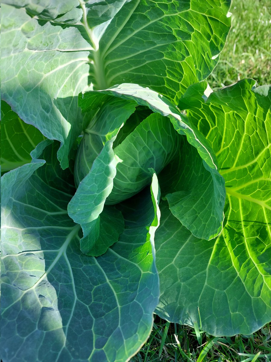 APlot35's tweet photo. My first cabbage 😀 literally planted as a tiny plug plant, covered, forgot about and this is the first time I have removed the cover! 
&amp; more flowers - california poppies look great growing but not on the list again for cut flowers, too delicate, cosmos I will grow again though https://t.co/c0dyYLznW3