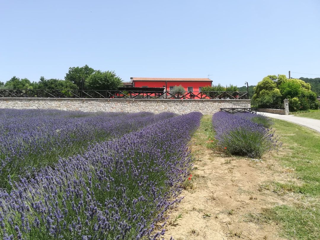 alsiasocial's tweet photo. Dalla coltivazione della #lavanda nel bosco, alla rete con altre attività commerciali. Maria Assunta Lombardi nel n. 109 di #Agrifoglio la rivista #ALSIA. #Basilicata #officinali
LEGGI QUI: https://t.co/6zkGGsplQb https://t.co/dpPwAy87dx