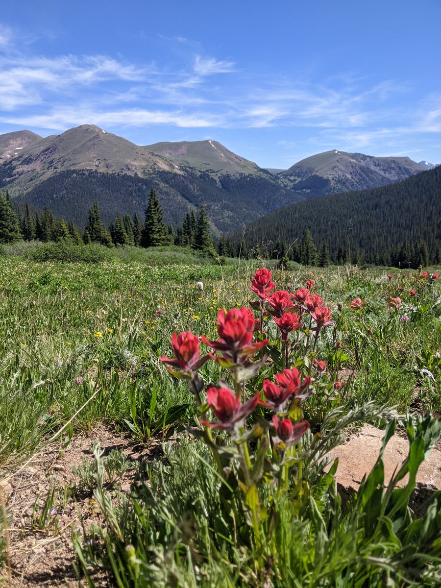 misandrywitch's tweet photo. steep miles and very high elevation paid off in this field today https://t.co/Tpn5toZrNl