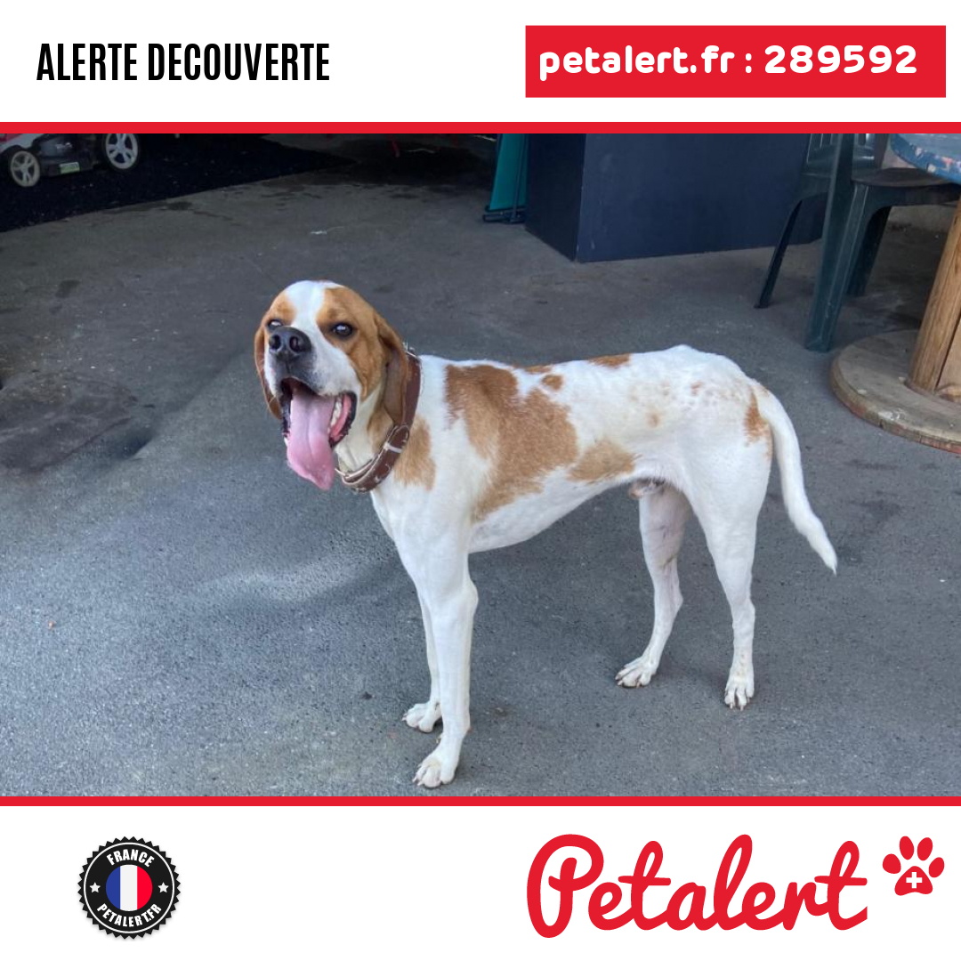 petalert_france's tweet photo. Trouvé #Chien #IlleEtVilaine #Etrelles #Petalert #PetAlert35 / https://t.co/bBrmHy7otD https://t.co/rerGZDTazh