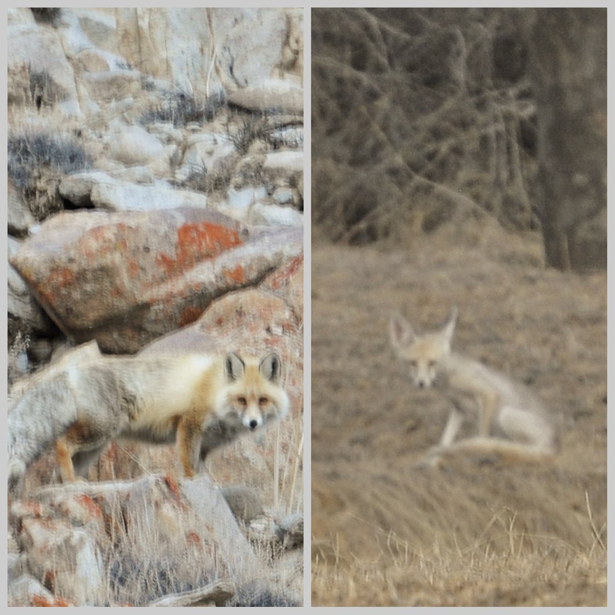 vivek0210's tweet photo. Red fox in Leh and Desert Fox in Jalna forest, Jaipur
#foxes #redfox #desertfox https://t.co/eLJS3DWdNY