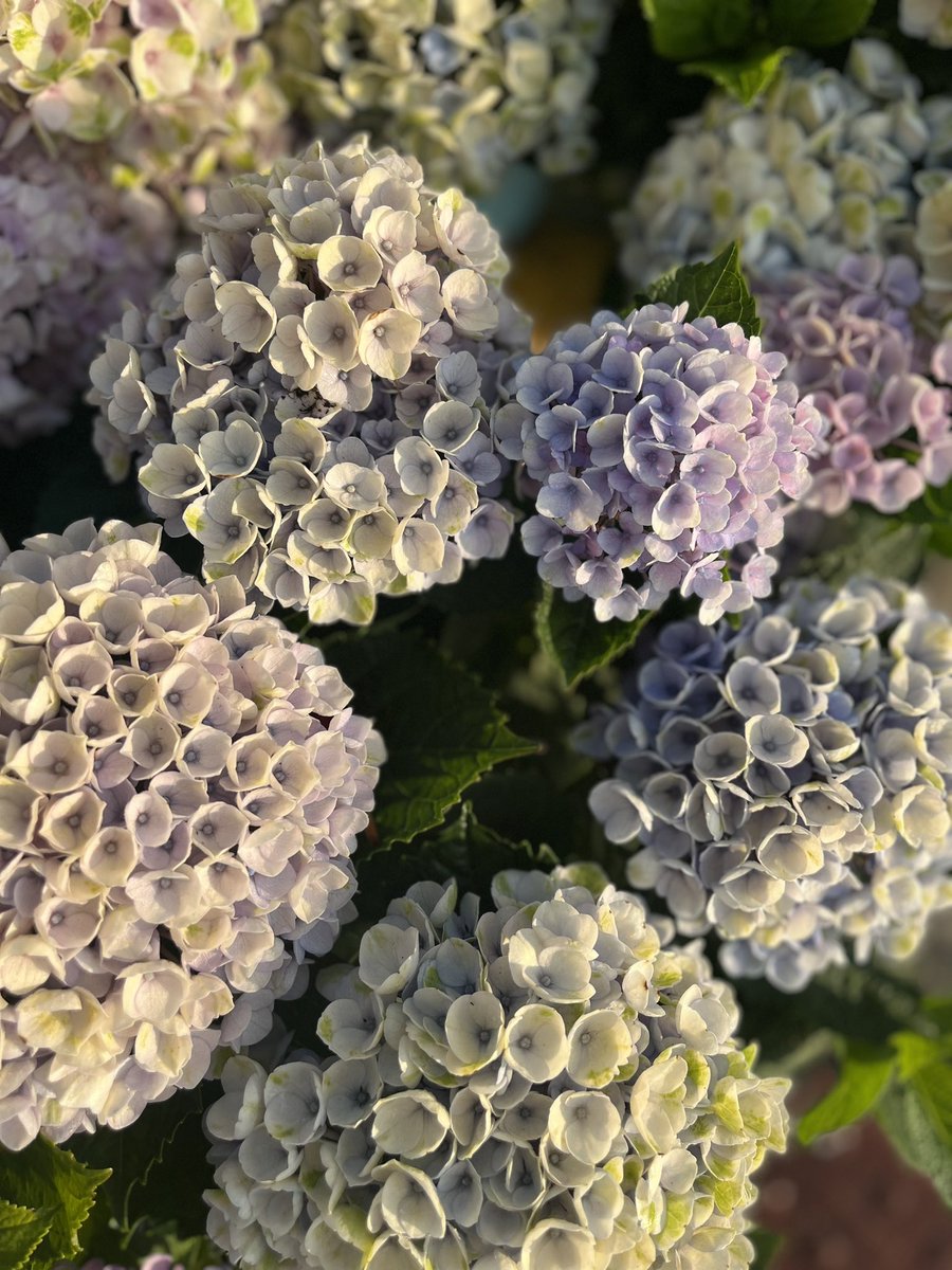 EmergentFigure's tweet photo. Hydrangea https://t.co/kQa8zd3GMX