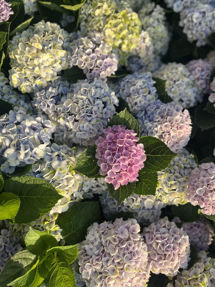 EmergentFigure's tweet photo. Hydrangea https://t.co/kQa8zd3GMX