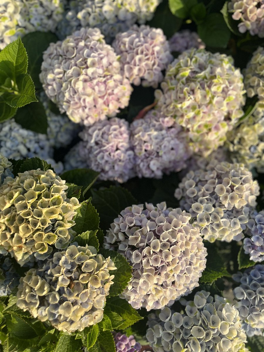 EmergentFigure's tweet photo. Hydrangea https://t.co/kQa8zd3GMX