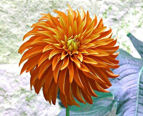 roykelley's tweet image. Dahlia + Imagination, Color Edited for our Imagination Series, Brookside Gardens Dahlia Show, Wheaton, Maryland USA IMG 7424 A
Canon PowerShot G11 Camera
Photograph by Roy Kelley
Roy and Dolores Kelley Photographs
#Dahlias #ColorEditing #Flowers #Gardens #FlowerPhotography