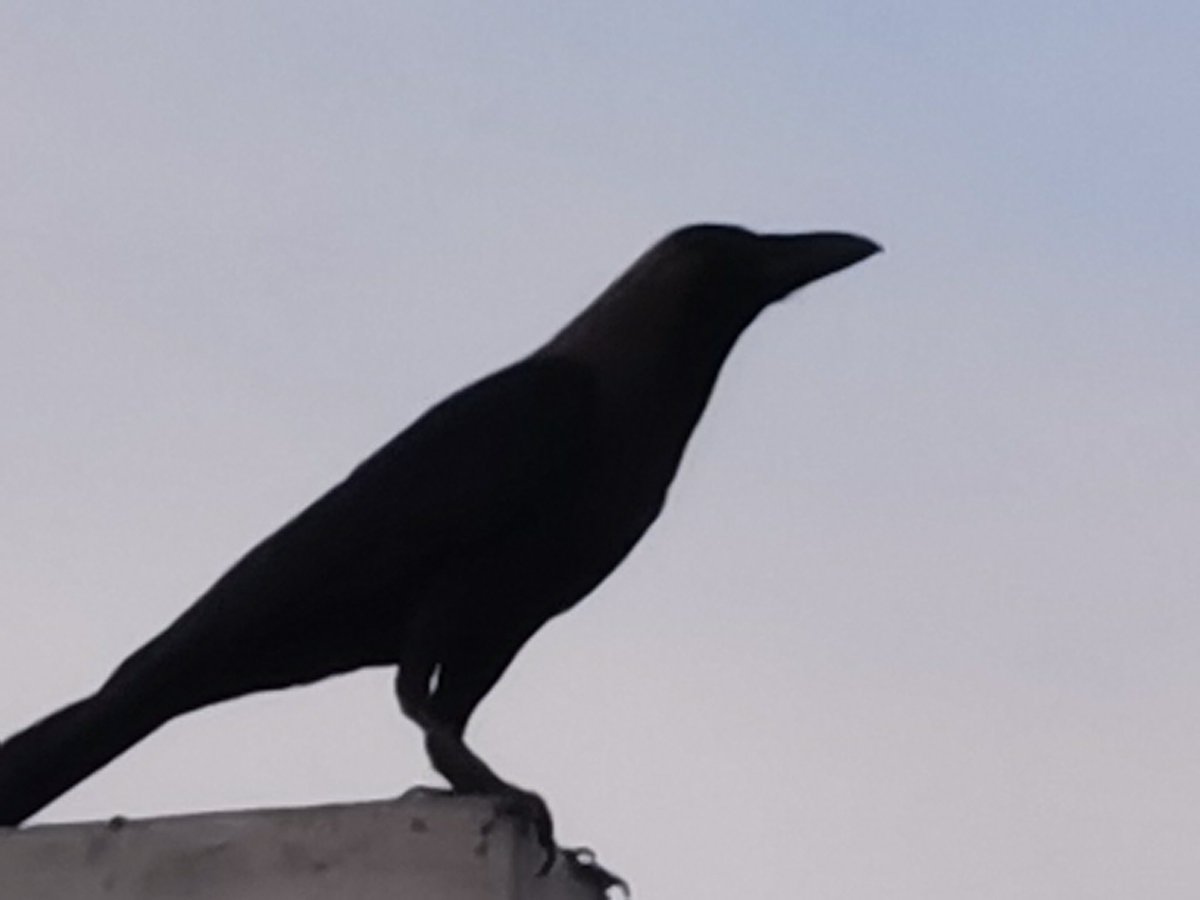 Birds Photography tweet media