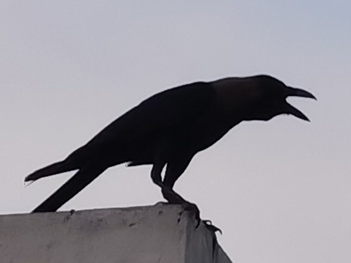 Birds Photography tweet media