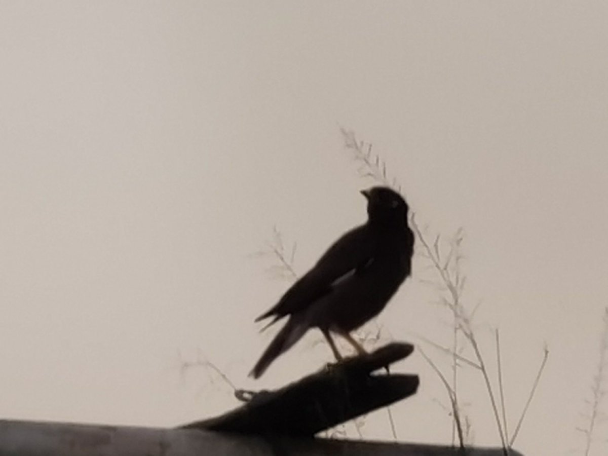 Birds Photography tweet media