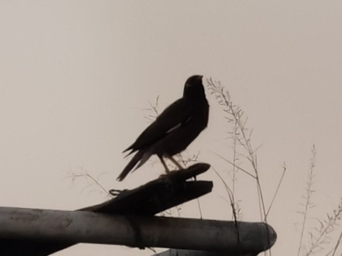Birds Photography tweet media