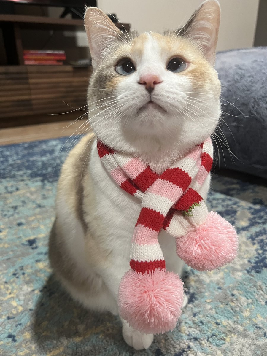 Scarf pic for reference