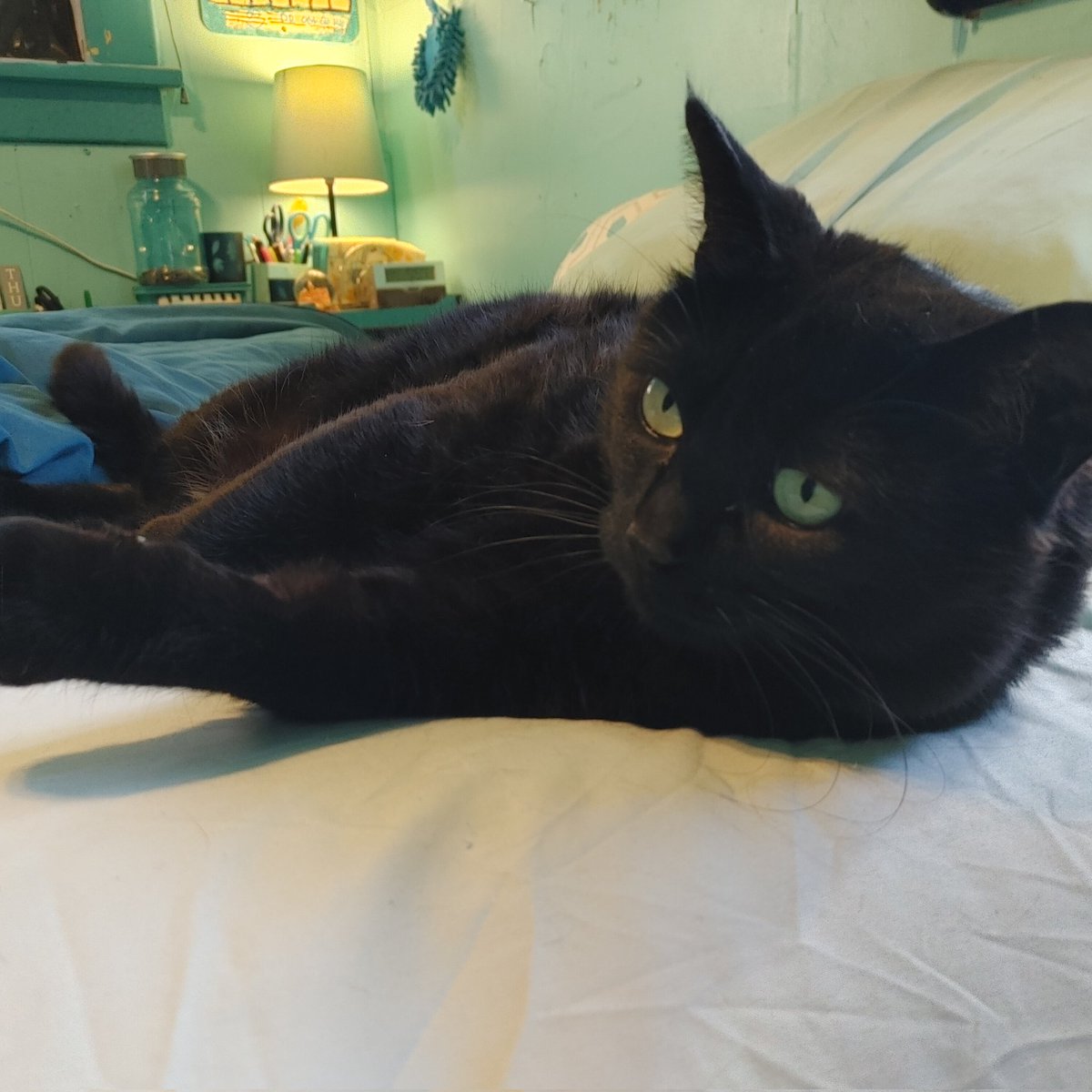 #Caturday Hey pals enjoy your day😺