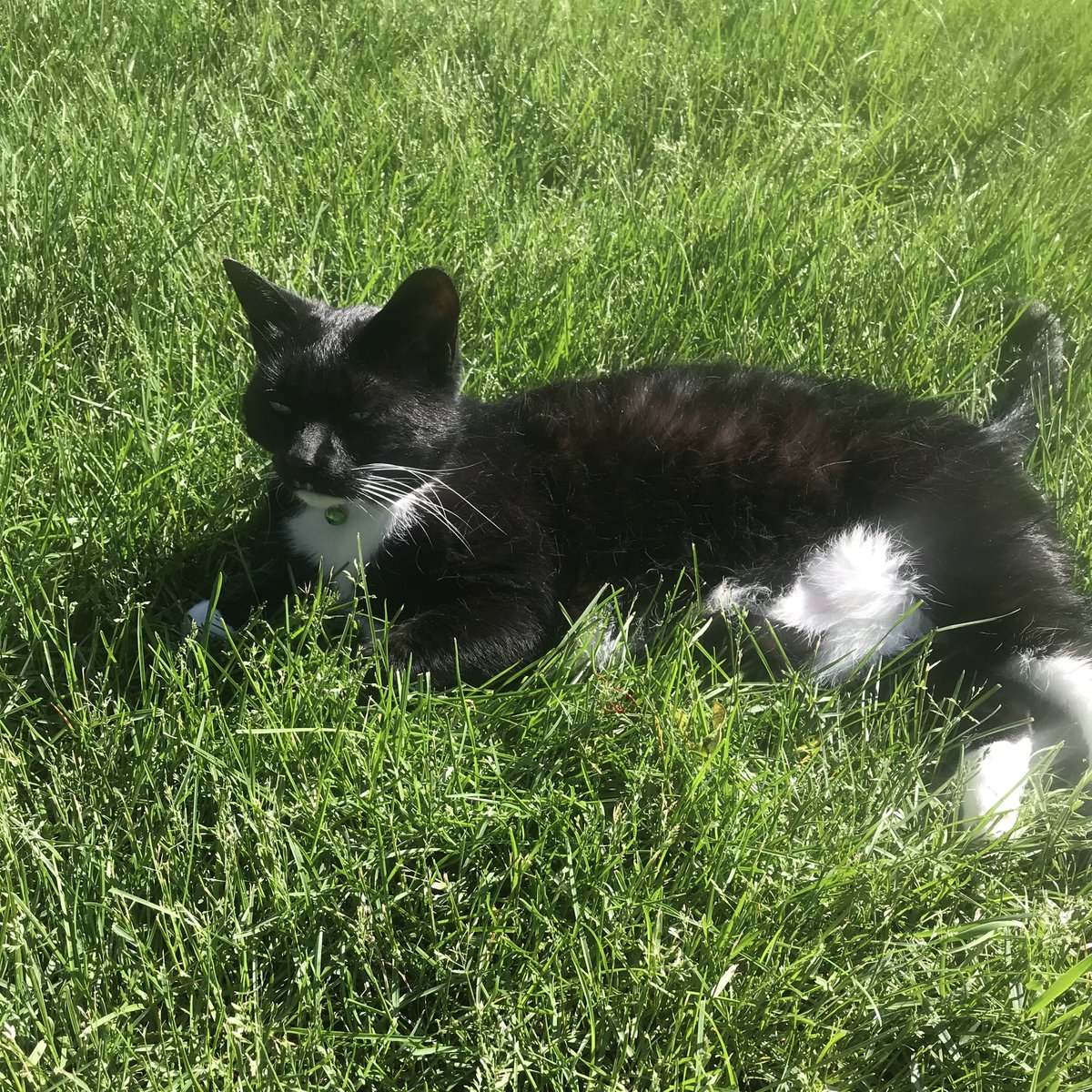 Just me, chilling and being all casual and stuff. Enjoying that sun. Happy #Caturday all!
