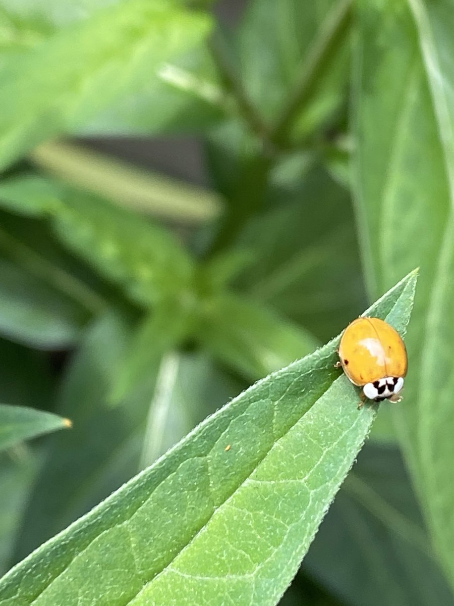 CaedmonArt's tweet photo. Summer inspiration; ladybug or ladybird! #CaedmonArt,  #CaedmonCreativity, #CaedmonStory, #MontessoriArt, #SciArt https://t.co/b5iYvxjWA0