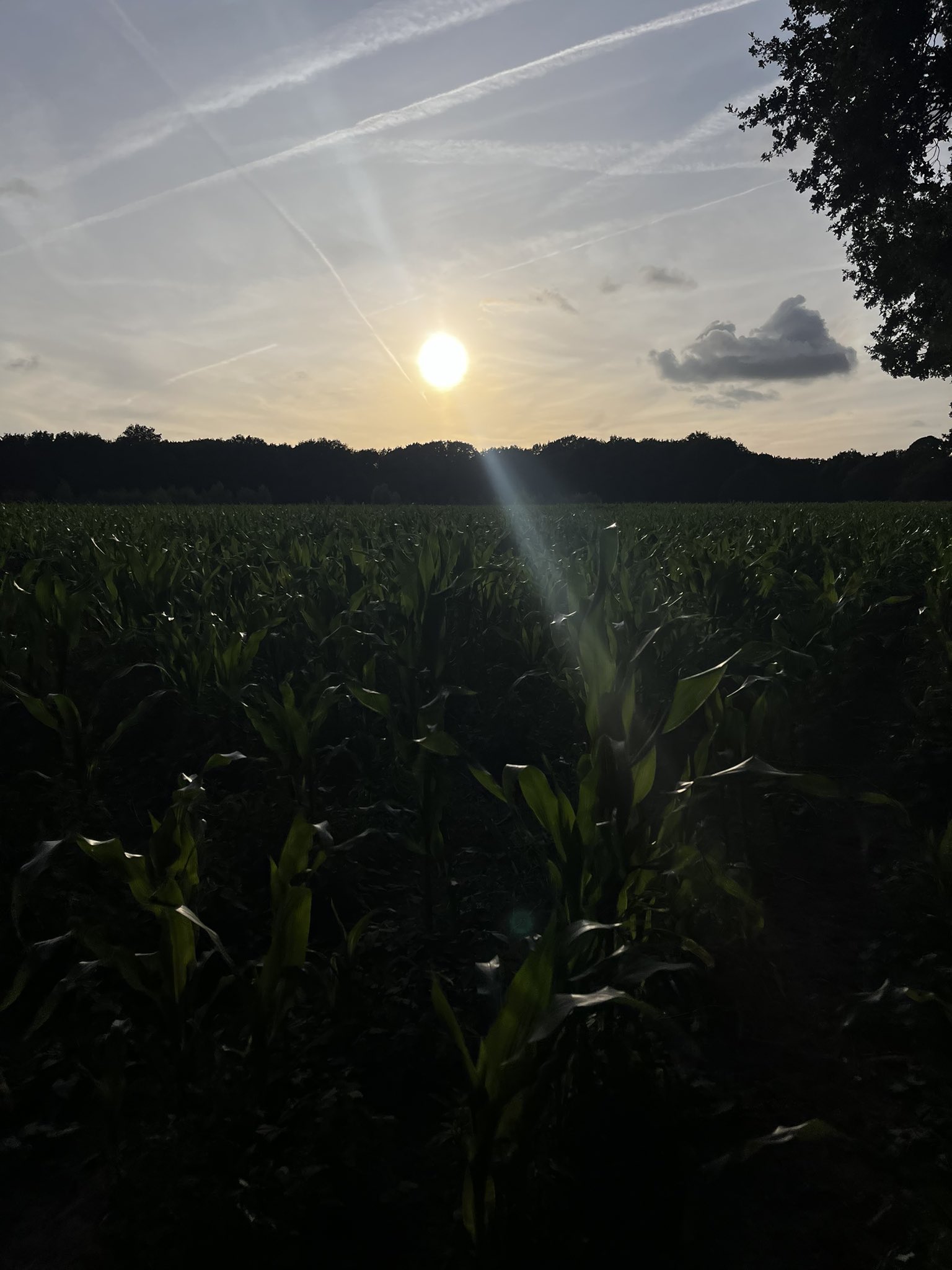 Mila-Marie Bleeksma on Twitter: "Avondwandeling op de Naarder Eng 😍 https://t.co/opZYXnJOJ9