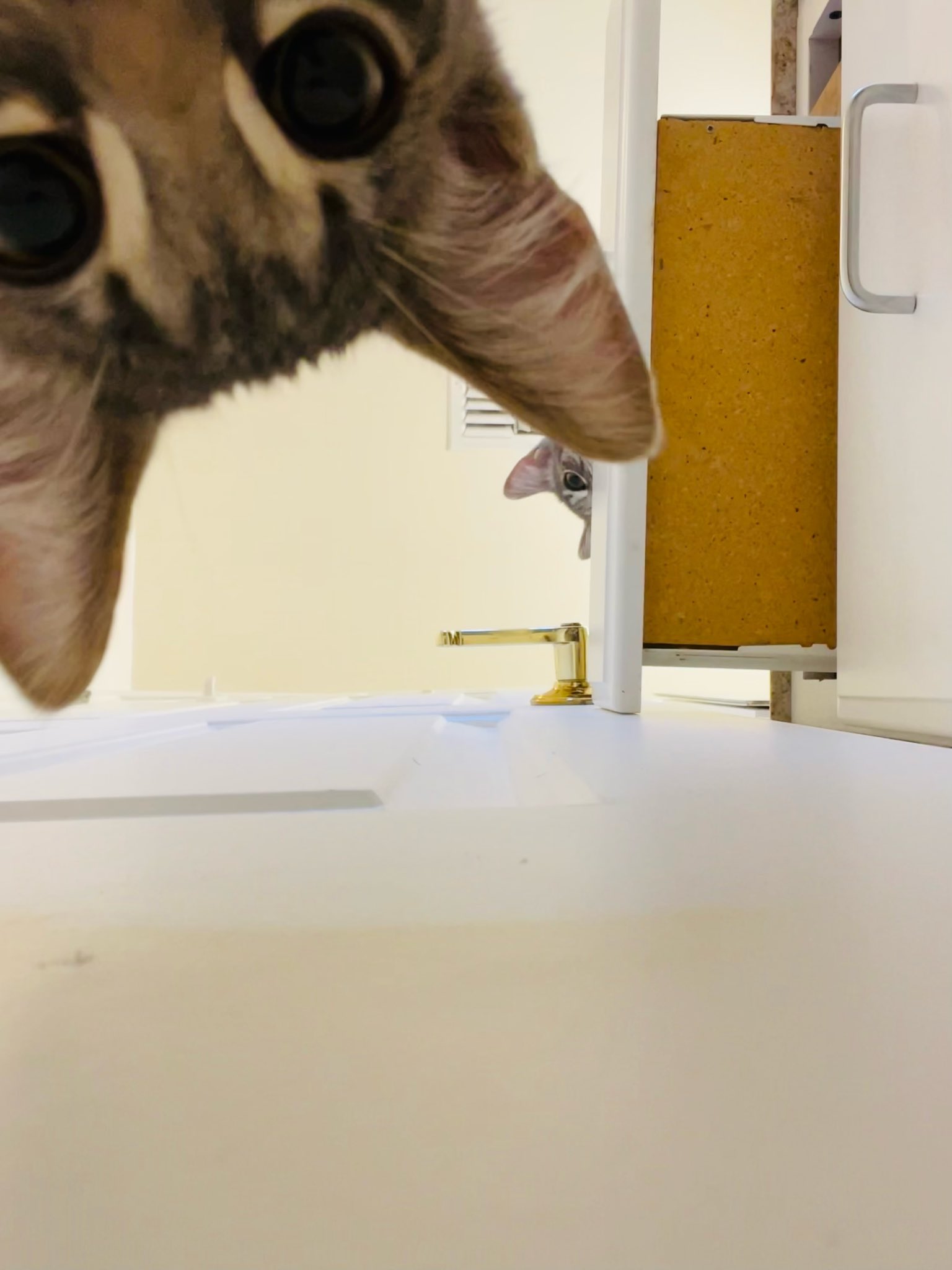 My cat opens outlet doors
