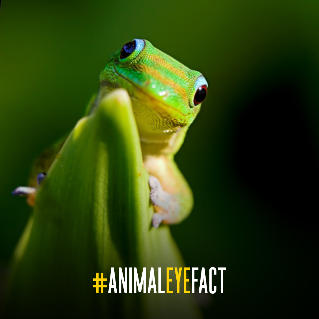 #DYK that #geckos can see colors almost 350x better than humans? Even in the moonlight! #animaleyefact