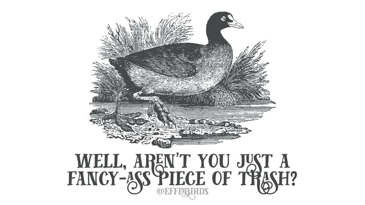 EffinBirds's tweet photo. https://t.co/OsLgpYFDdG