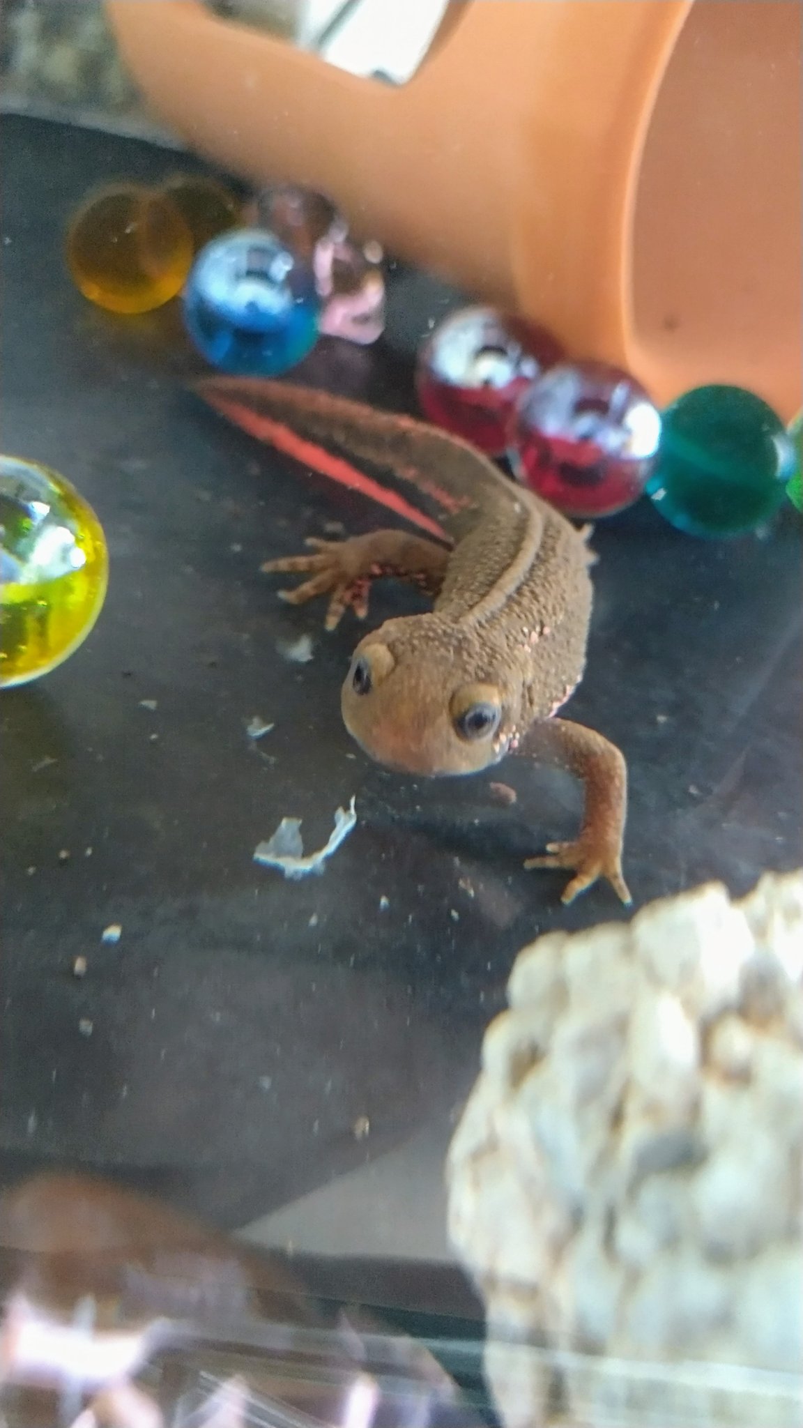生き物大好き Twitter Search Twitter