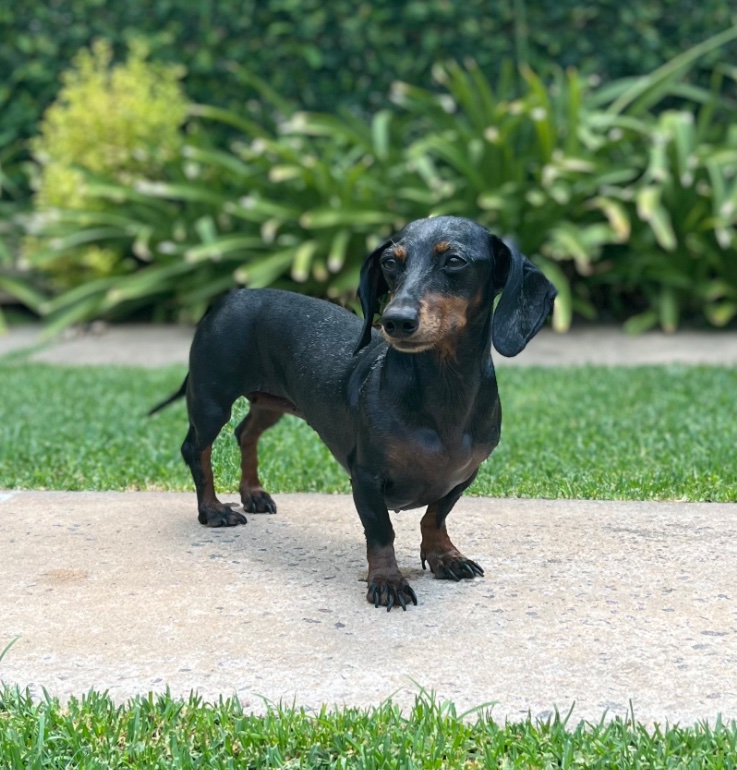 Se acaba de escapar mi perrita en Rosario, en Moreno y 3 de Febrero! 
Por favor ayúdenme a difundir 🙏🏻
 Tel: 3465663173