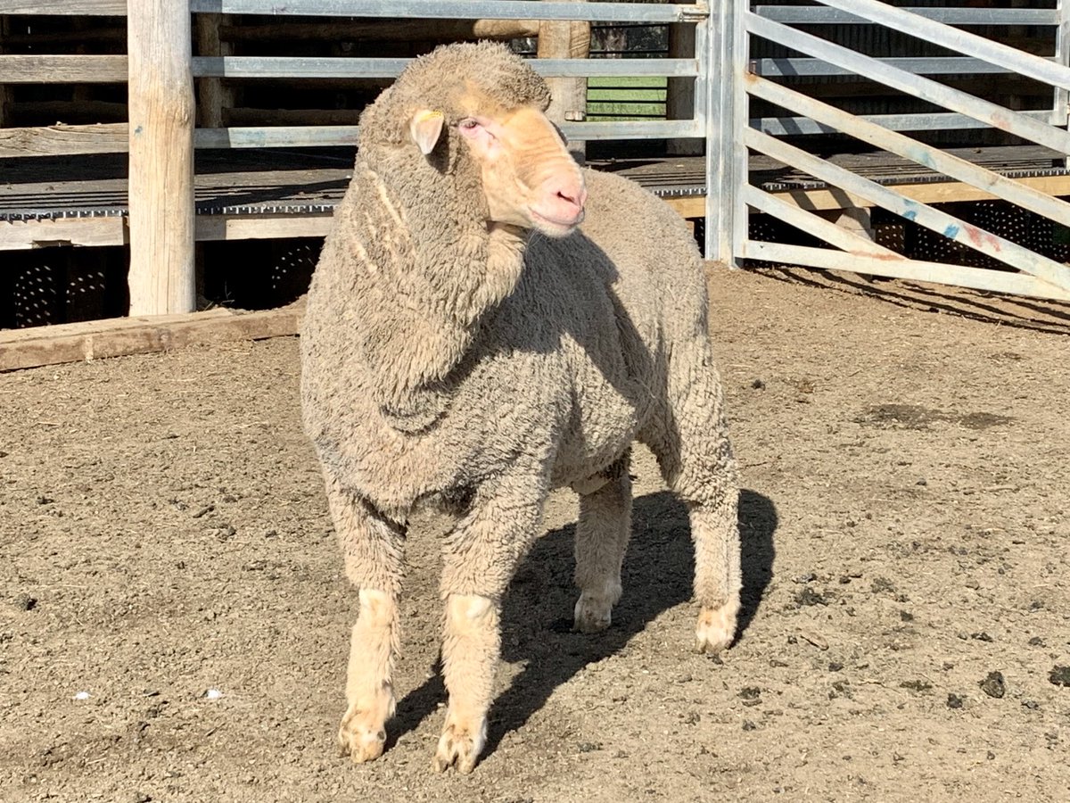 BorambilMerinos's tweet photo. Borambil Merinos M23189 / PB54S-398 to be sold at the 2022 Bendigo Sheep and Wool Show.
#wool #merinos #pollmerinos #sheep https://t.co/r6bqDisvKl